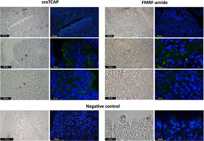 A novel role for Teneurin C-terminal Associated Peptide (TCAP) in the regulation of cardiac activity in the Sydney rock oyster, Saccostrea glomerata